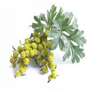 Wormwood