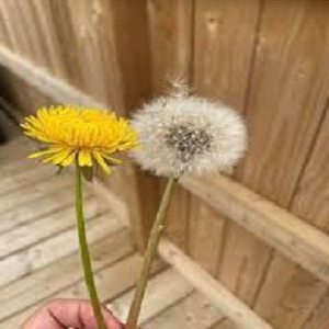 Dandelion