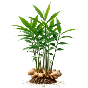 Ginger Root